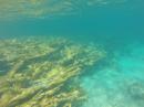 Elkhorn coral reef-Lee Stocking Island